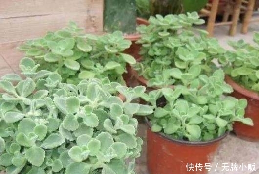 光照|这几种花最适合贱养,越不管越容易开花爆盆,想养死都难