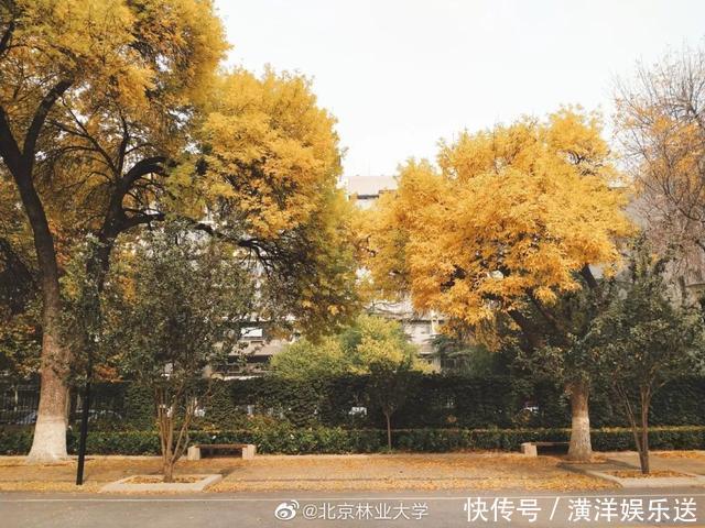 又是一秋，大学叶舞纷飞美如画｜微言夜读