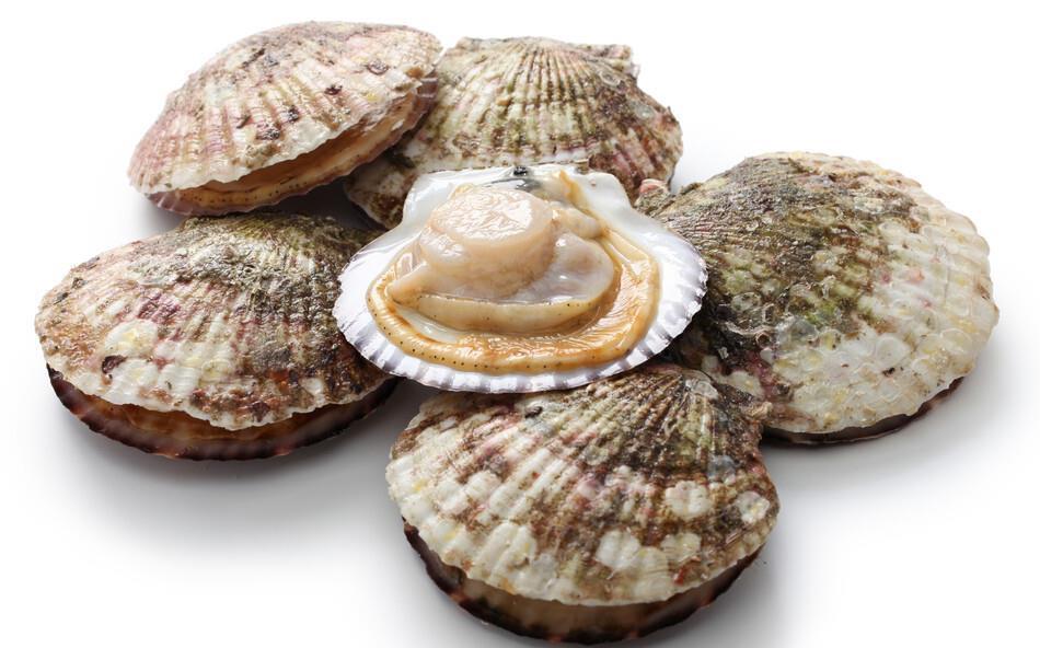 做扇贝别再用水煮了,海边人教你正确做法,肉质鲜嫩不回缩