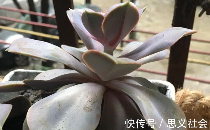 花土|多注意这3点,盆栽多肉紫珍珠,夏季茎叶根不化水腐烂