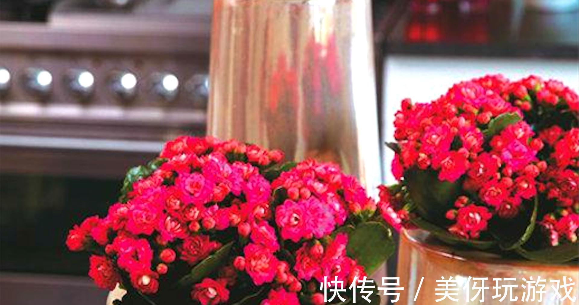 七种“富贵花”,适合冬天养,寓意吉祥又大气,关键还喜庆