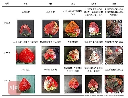 吃草莓前一定要用盐水泡？标准答案来了！