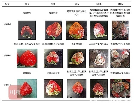吃草莓前一定要用盐水泡?标准答案来了!