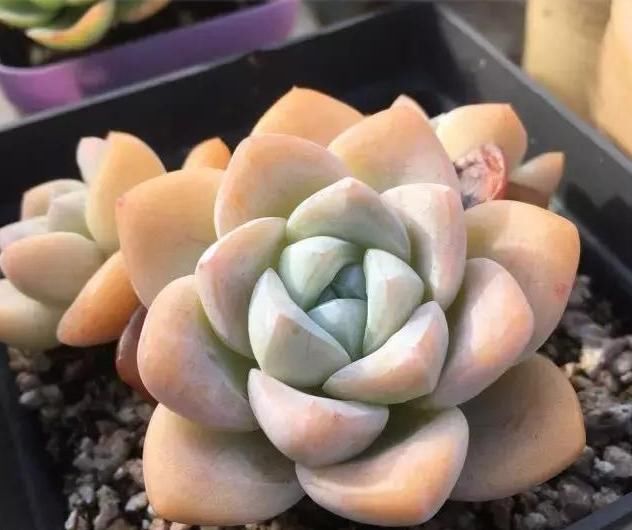  养肉|养肉人的初心：喜欢多肉的这几年，你变了吗？