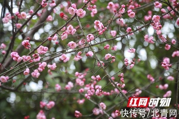 新田|湖南新田：梅花盛开报春来（组图）