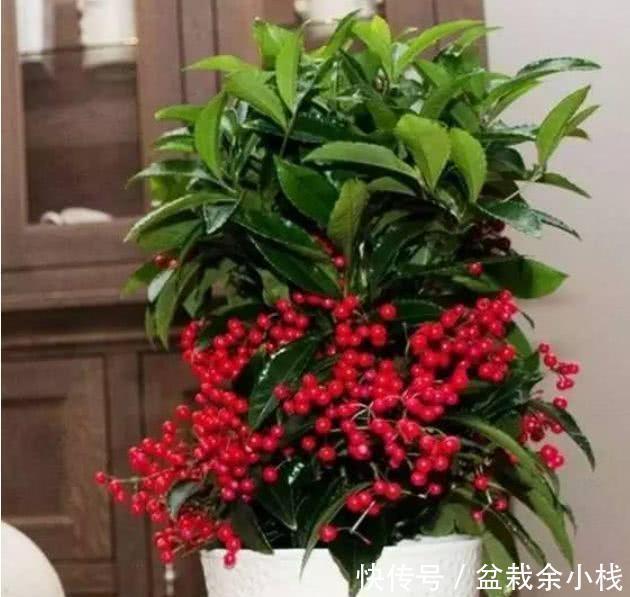 盆栽|3种盆栽,再贵也要养一盆,树上挂满红果子,寓意吉祥又好养