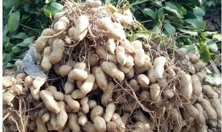  生吃花生还是熟吃花生差别原来那么大，吃对了，便是“长寿果”