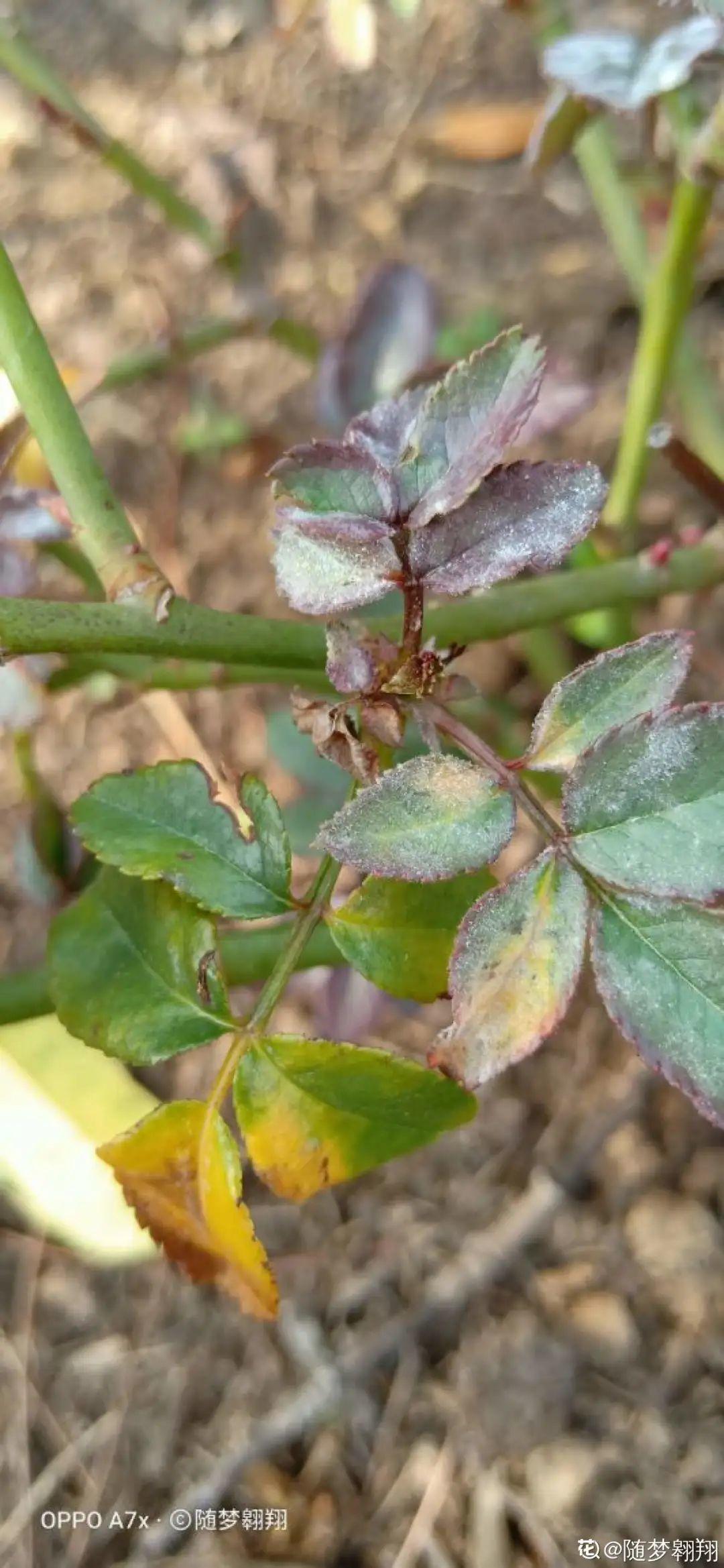 白粉病|给花喷点杀菌水,虫子全杀死,杀菌消毒叶子绿