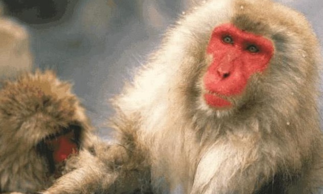 男主角$倚天中张无忌有3大神兽,一只被张无忌烤了吃,一只活了九十多年