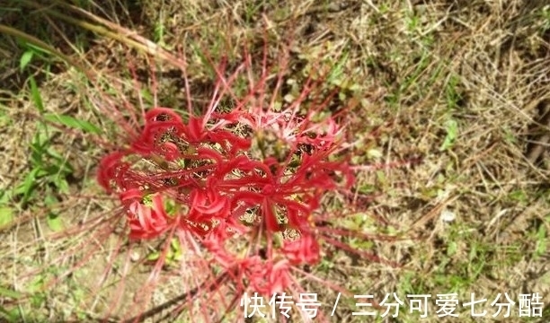 开花不见叶,花叶生生世世永不能相见的植物