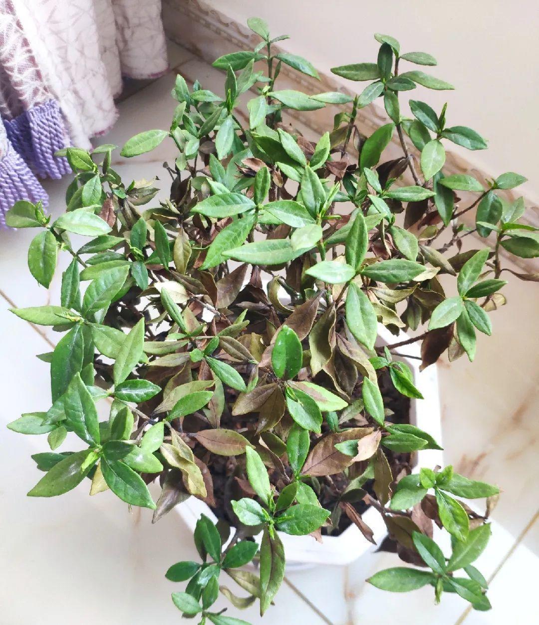 4种养花夺命水，秋天不要浇，一浇花就死！