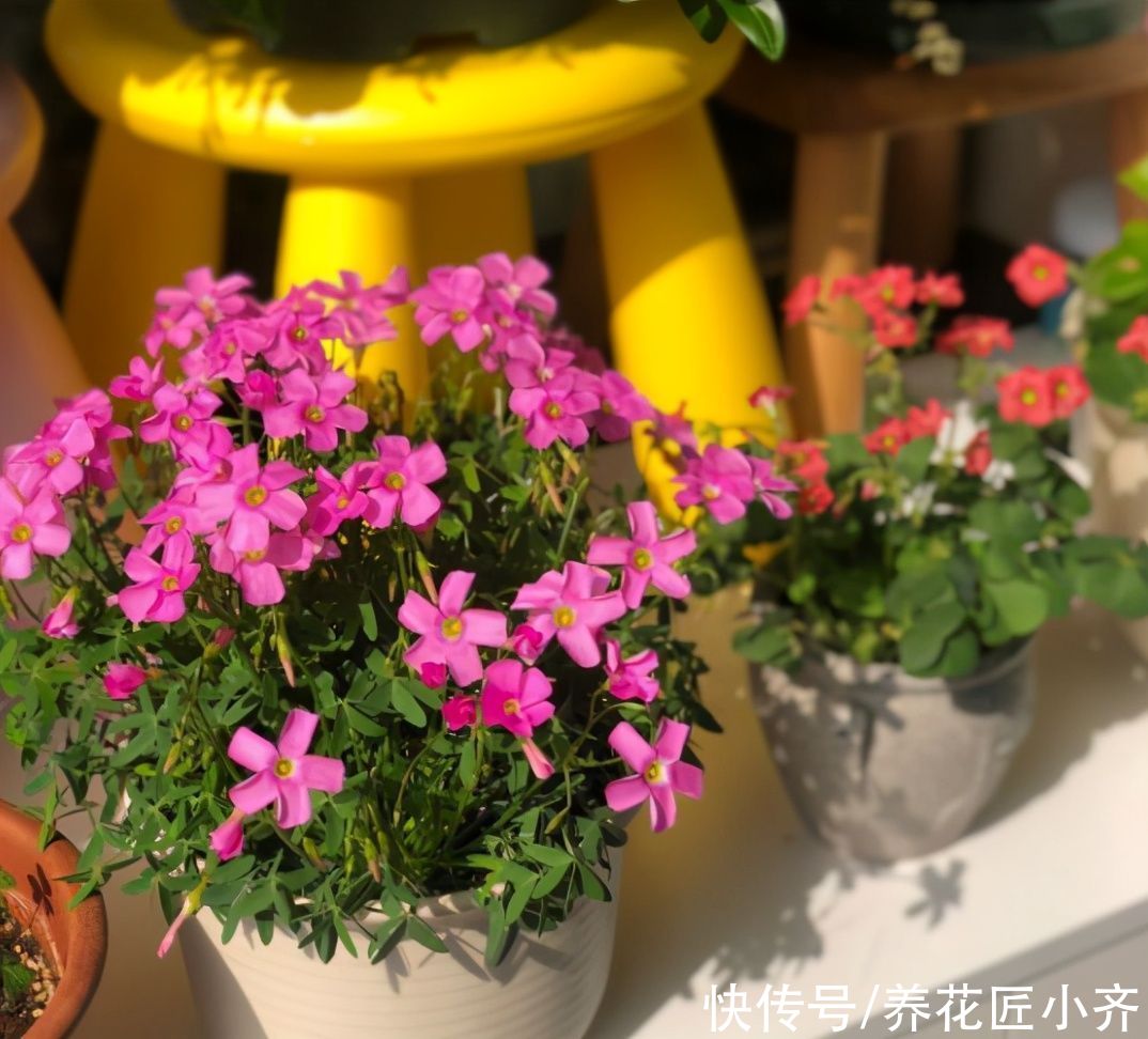 送您一句“顺口溜”，养花不会施肥，它能帮您解决