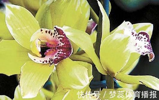 全球最贵的6种花,一株价值几百万,真好看!