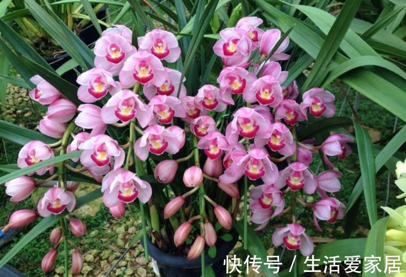 秋天逛花市，5种花值得入手，带回家好养护，皮实健壮开花美
