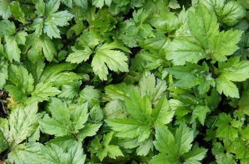 这种野菜长得很像“野菊花”,非常受欢迎,还可以治老风湿