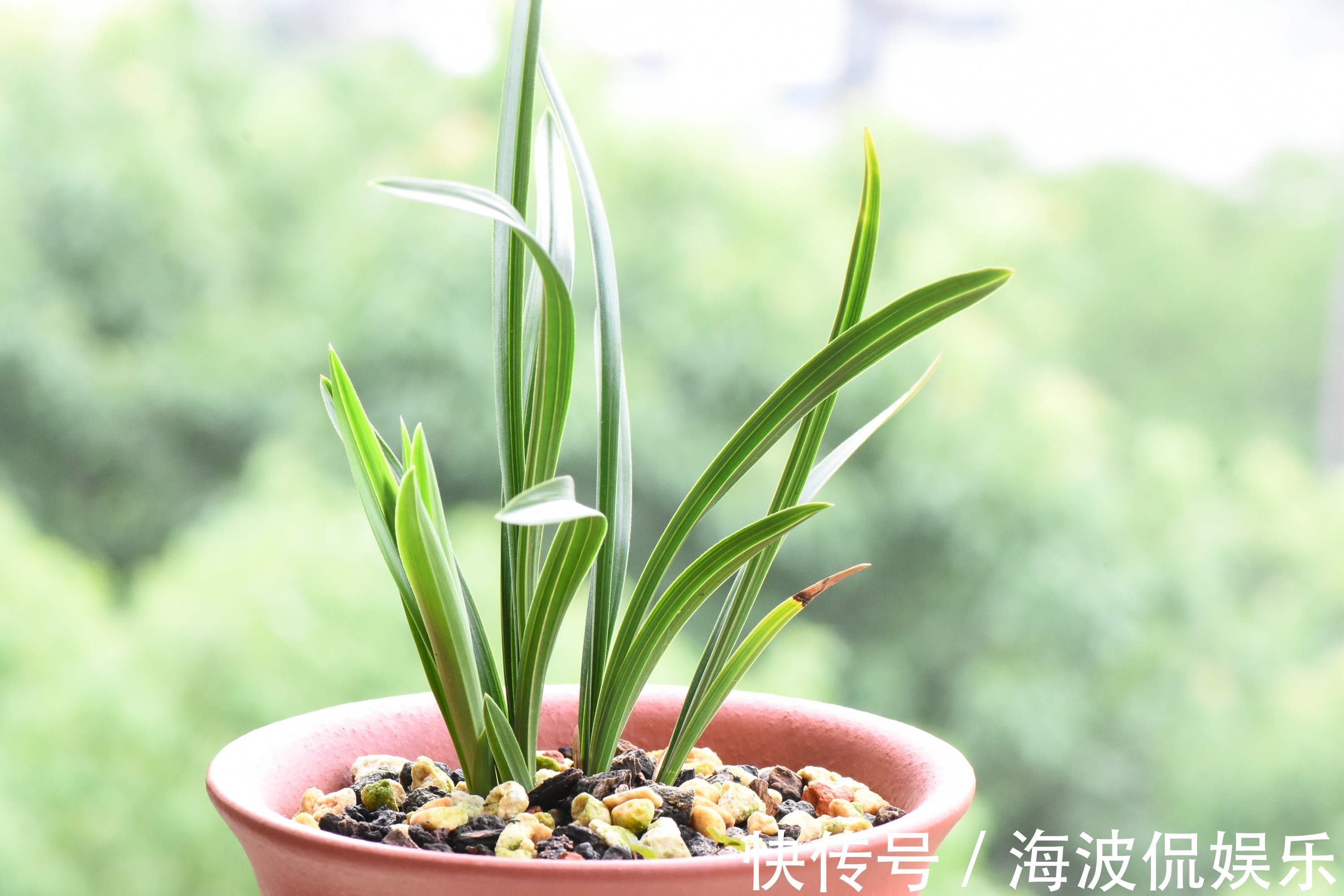 根系|种植兰花用浅盆好还是用深盆好十年兰花老农给出了答案