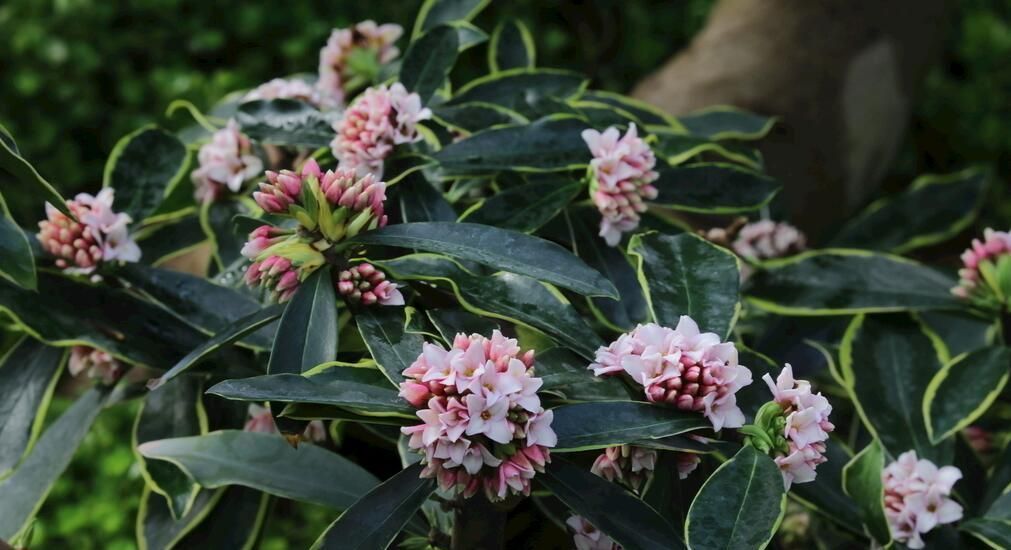 养花试试这几款,叶镶嵌金边花和小绣球一样美