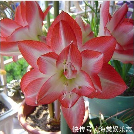 种球|“朱顶红”开花不断,掌握关键4点,花开一茬又一茬,个个比脸大