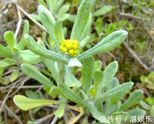 路旁发现这种黄花，赶紧带回家，晒干泡茶清香扑鼻！