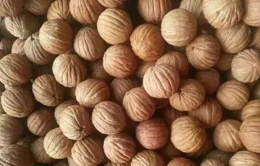 核桃|猴头核桃,你对它了解有多少?