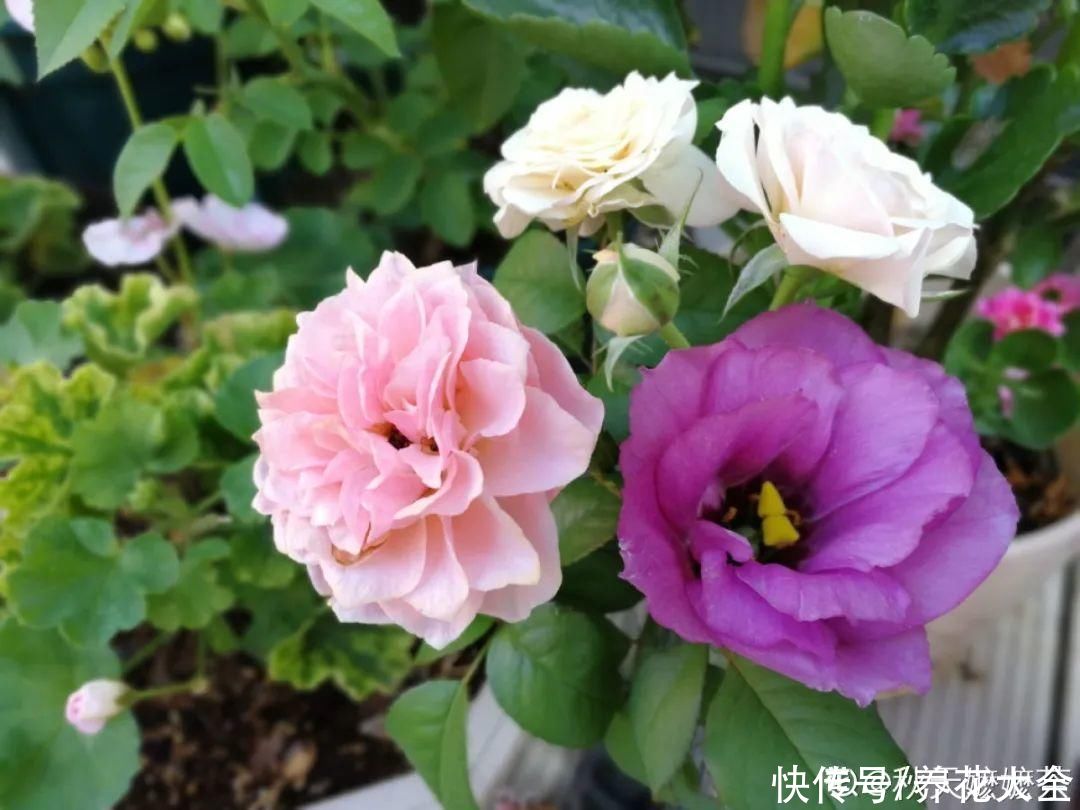 氛围感|养这5种花，实现切花自由，不用别人送