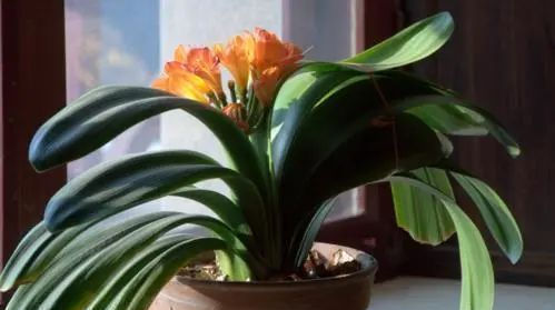 清液|君子兰长势差,都怪盆底没有养花肥,两种料加进去呼呼长新叶开花