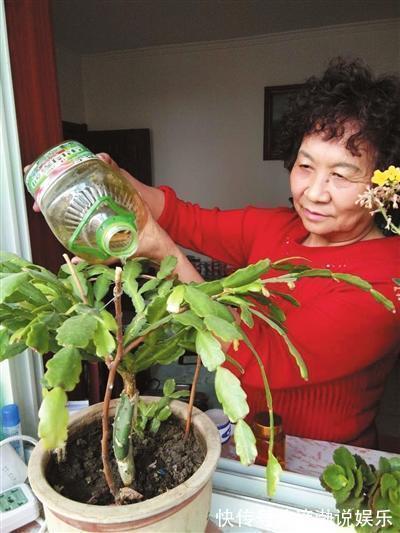 花肥|养花有“门道”，简单实用花长得好，茂盛不烂根开花一茬一茬！