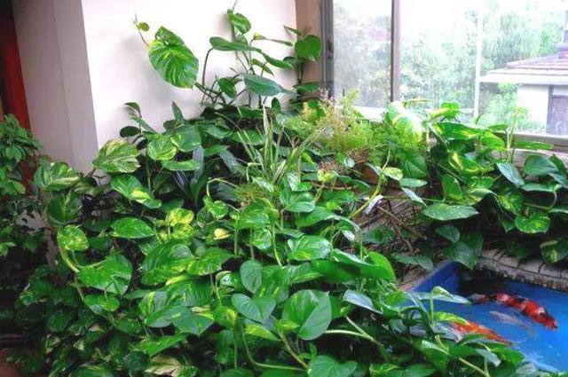 黄豆|绿萝的最爱,家家都有,2周喂一点,叶子油绿翠亮,新叶巴掌大