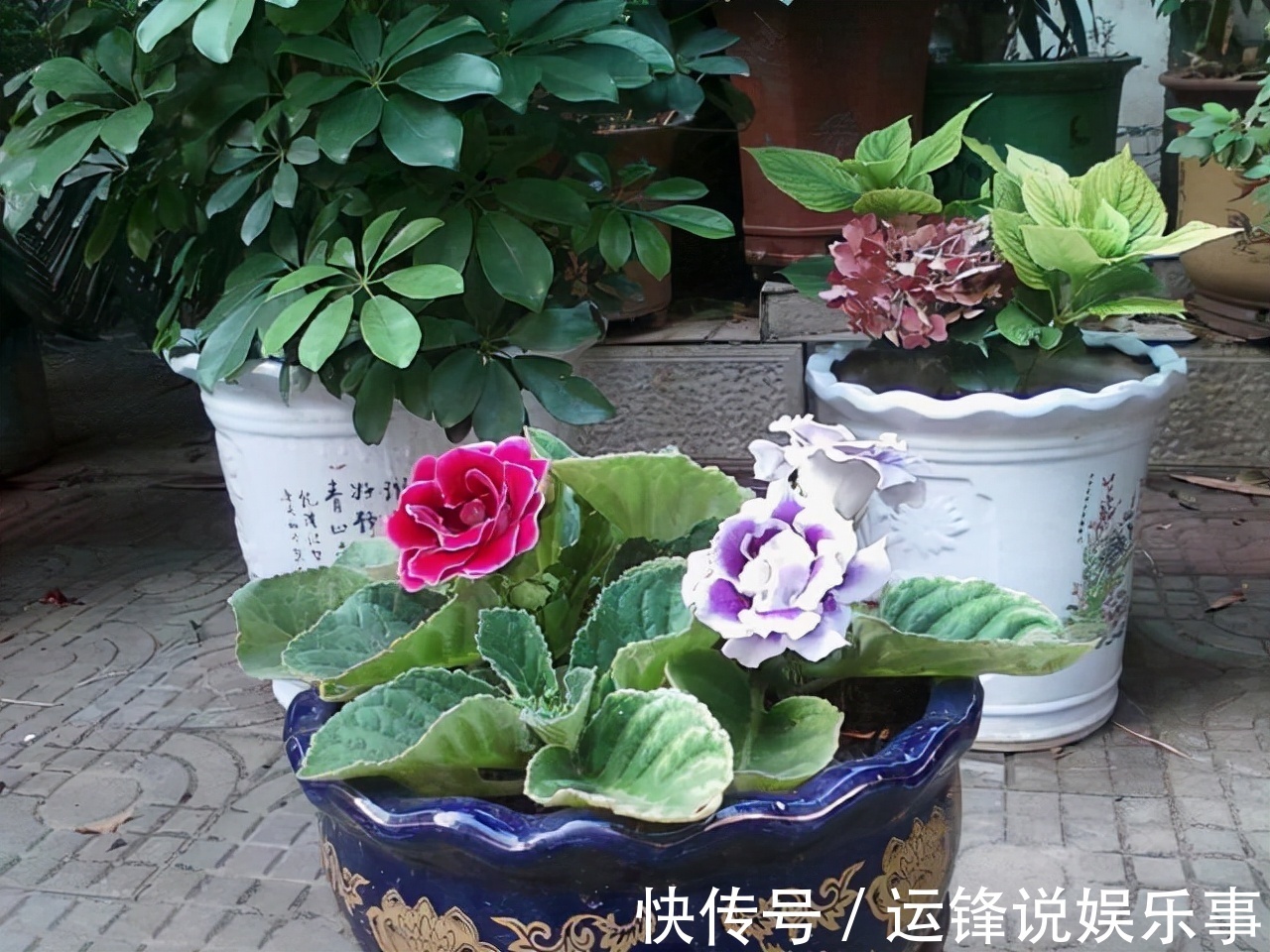 养护|6种花超耐阴,但凡有一丁点散射光,迅速爆满一屋子,美死了