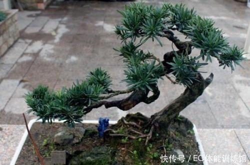 不值钱的“小树苗”,养几年越来越有“富贵气”,1盆上万元!