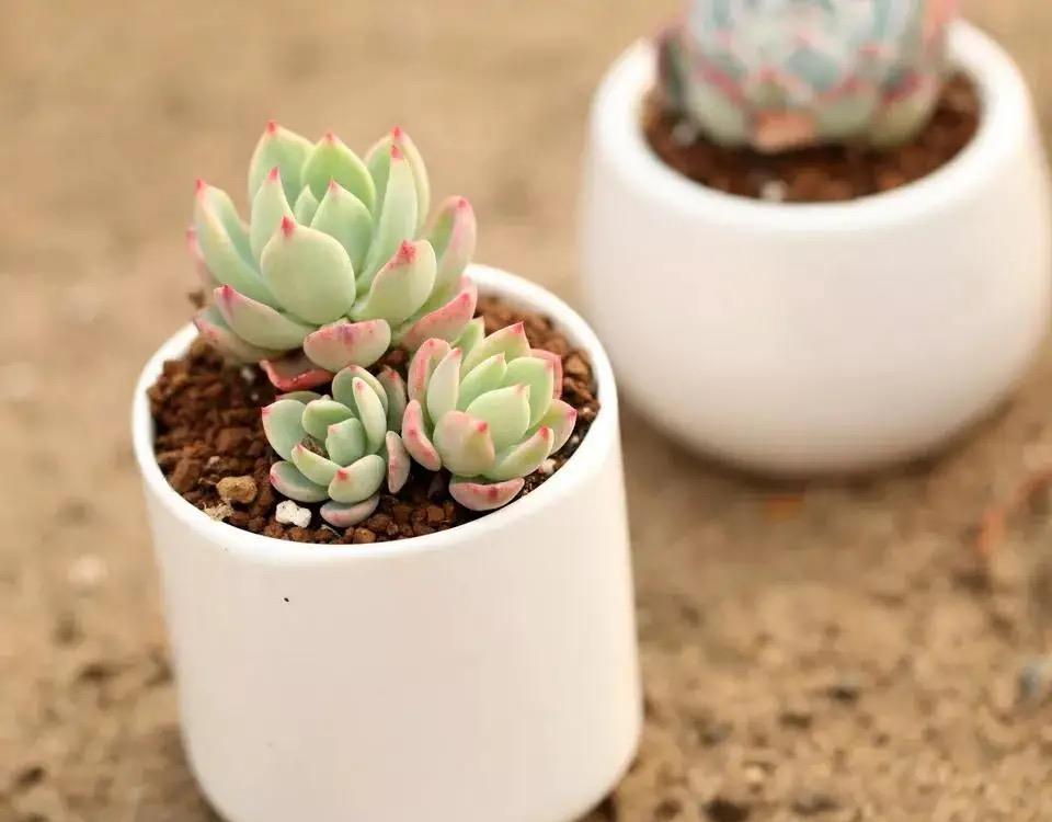 会养多肉的“大神”，从不在早春做四件事，不然越养越糟心