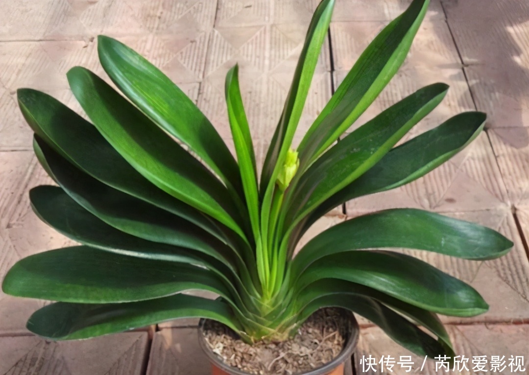 土壤土|君子兰换盆要选对时间,最佳时期是现在,要掌握技巧,别盲目操作