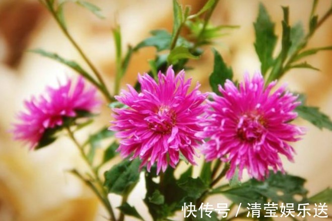 玫瑰|喜欢菊花,不如养盆“精品玫瑰”独立日,张扬炫丽,活泼可爱