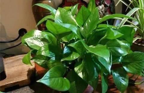 什么淘米水、黄豆水都不如“它”,啥花都喜欢,养啥都“爆盆”