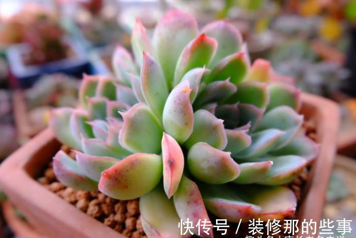 冰梅|月影系多肉之冰雪女王——平常颜色有点白,出状态时却黄中带红