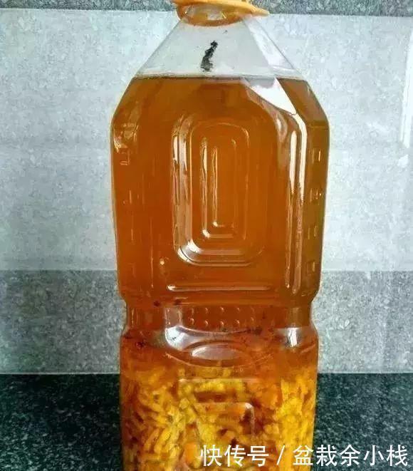 盆里灌点饮料,盆土疏松有营养,10年不用换土花也长得旺