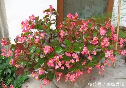 想让卫生间增添绿意,选择这些植物准没错!