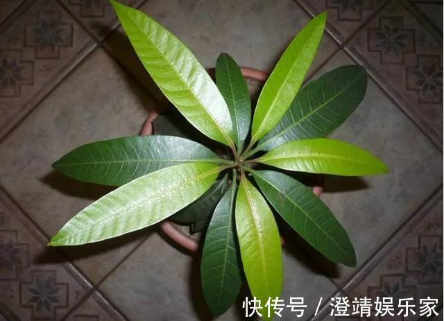 4种“果核”不要扔,埋土里,5天之后“惊喜”不断,观叶又收果!