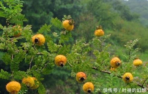 獼猴桃是水果中的維C之王?農村這種滿身刺的野果是它的41倍!