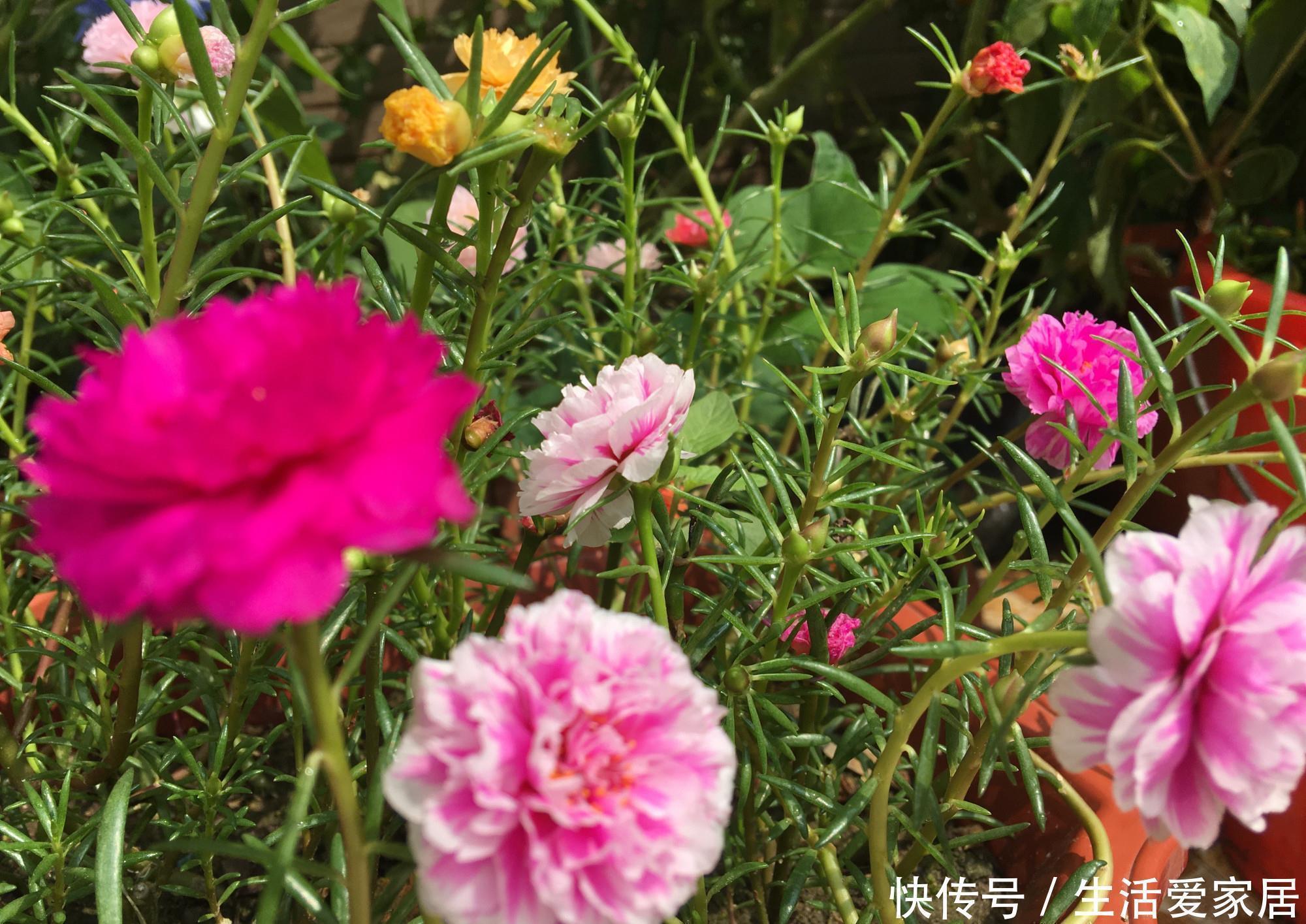 花儿|“重瓣太阳花”过冬,用一“方法”,来年又开花,五颜六色