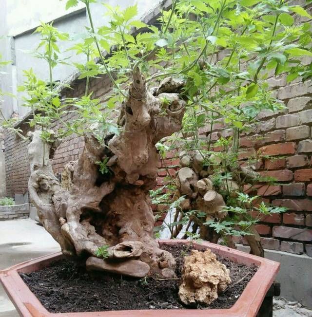 黄荆盆景老桩根部刚萌发的新芽到底要不要抹掉生桩和熟桩有区别