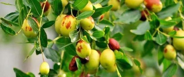 水果|糖尿病不想自找难受,别碰4种“升糖王”,否则胰岛素也难救你