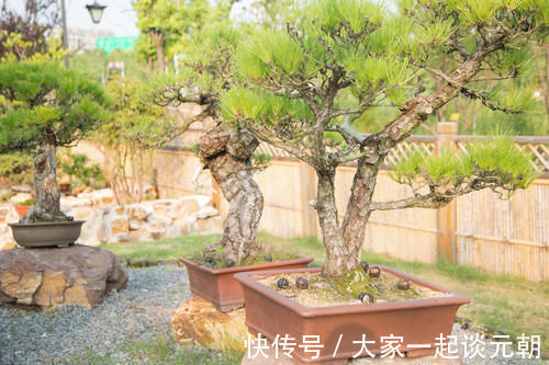 松柏类|松柏盆景是盆景界的长寿树,教你日常养护的要求和技巧,长势旺盛