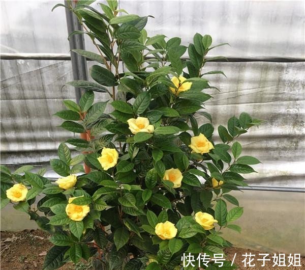 它被誉为“植物大熊猫”,花大如盆,金黄通透,观赏食用两不误!