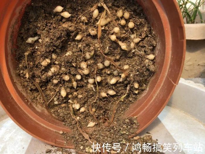 浇水|家里有此7种花,少浇水不能晒,天热要休眠早看早知道