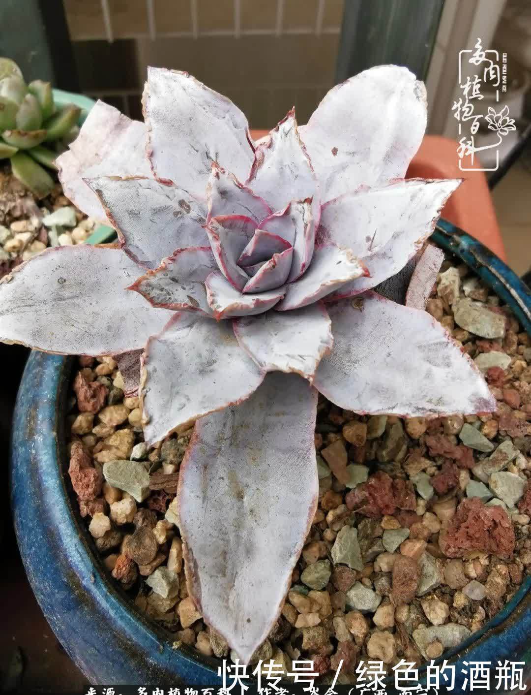 无关利益，不计得失，多肉给了我不一样的感受温暖的方式