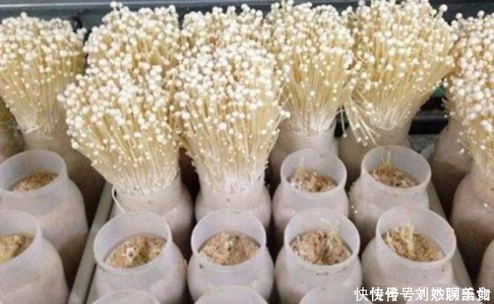 诀窍|金针菇的根部不要扔了,学会这诀窍,不用花钱买金针菇!