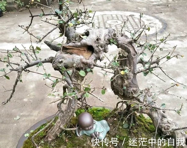 修剪|雀梅被誉为“镇宅树”，春夏养长得比冬日快1倍，制成盆景超值