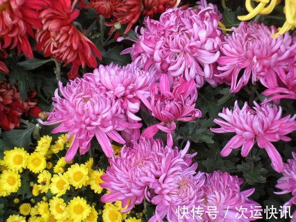 菊花不开花把握“2多一少”常剪枝,大花苞满枝头,又大又香