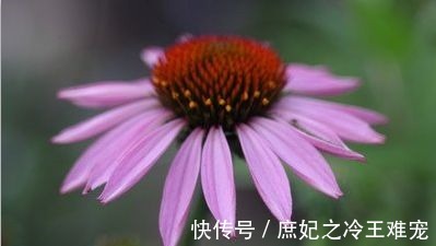 幸福|若出生在下面3个月的“大金猪”，十猪九顺一生幸福无忧，接福！